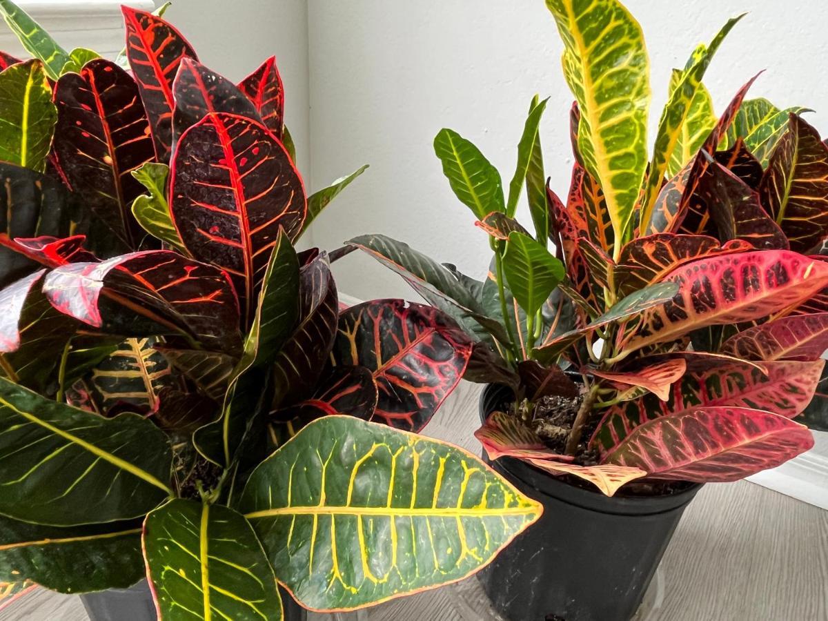 Next To Universal! 2Bedroom-2Bath-Many Indoor Plants Orlando Ngoại thất bức ảnh